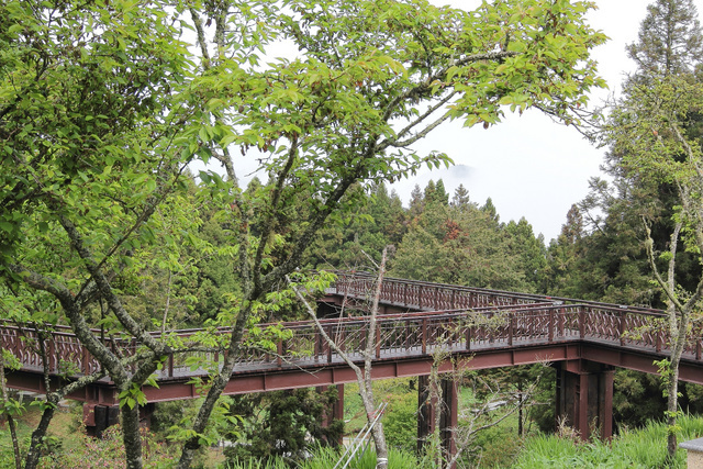 跟著 Mikey 一家去旅行 - 【 嘉義 】阿里山森林遊樂區