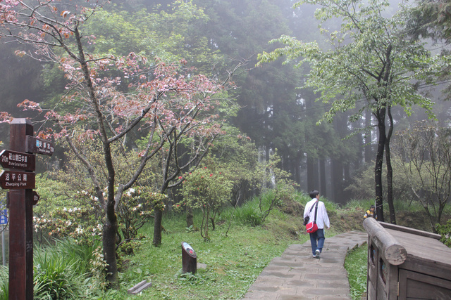 跟著 Mikey 一家去旅行 - 【 嘉義 】阿里山森林遊樂區