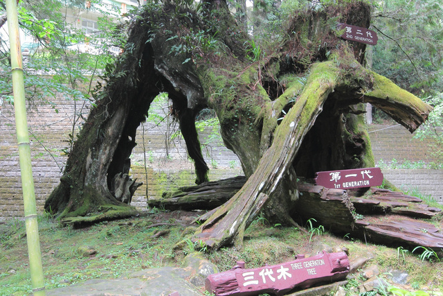 跟著 Mikey 一家去旅行 - 【 嘉義 】阿里山森林遊樂區