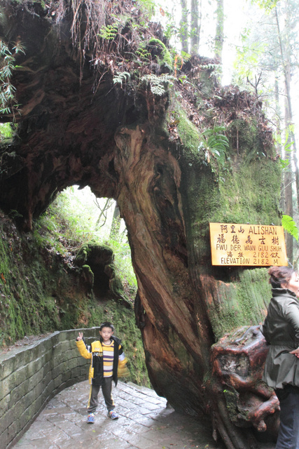 跟著 Mikey 一家去旅行 - 【 嘉義 】阿里山森林遊樂區