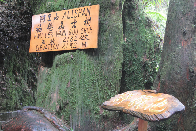 跟著 Mikey 一家去旅行 - 【 嘉義 】阿里山森林遊樂區