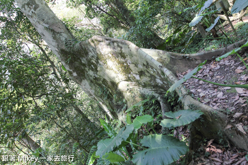 跟著 Mikey 一家去旅行 - 【 三峽 】大板根森林溫泉渡假村 - Part 1