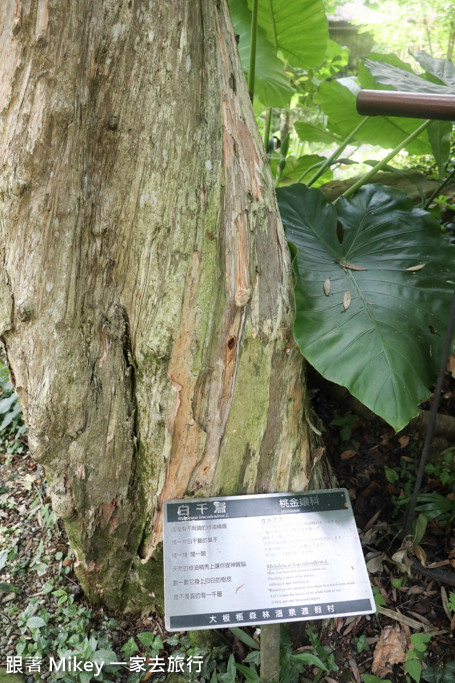 跟著 Mikey 一家去旅行 - 【 三峽 】大板根森林溫泉渡假村 - 導覽篇