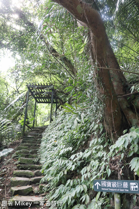 跟著 Mikey 一家去旅行 - 【 三峽 】大板根森林溫泉渡假村 - 導覽篇