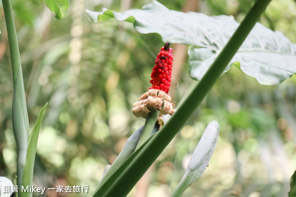 跟著 Mikey 一家去旅行 - 【 三峽 】大板根森林溫泉渡假村 - 導覽篇