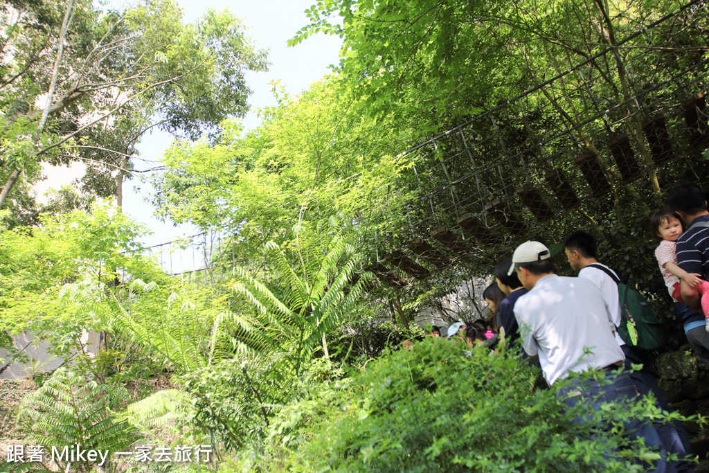 跟著 Mikey 一家去旅行 - 【 三峽 】大板根森林溫泉渡假村 - 導覽篇