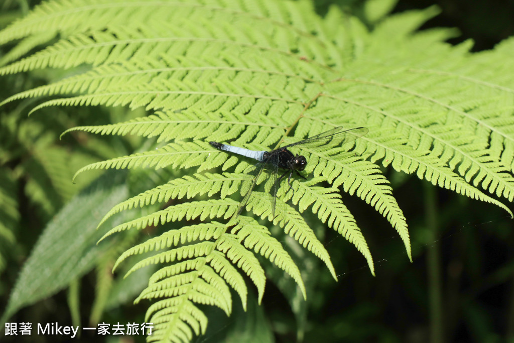 跟著 Mikey 一家去旅行 - 【 三峽 】大板根森林溫泉渡假村 - 導覽篇