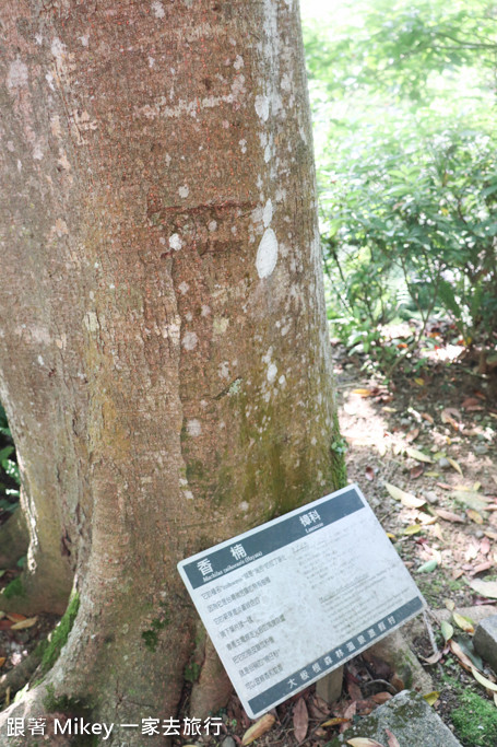 跟著 Mikey 一家去旅行 - 【 三峽 】大板根森林溫泉渡假村 - 導覽篇