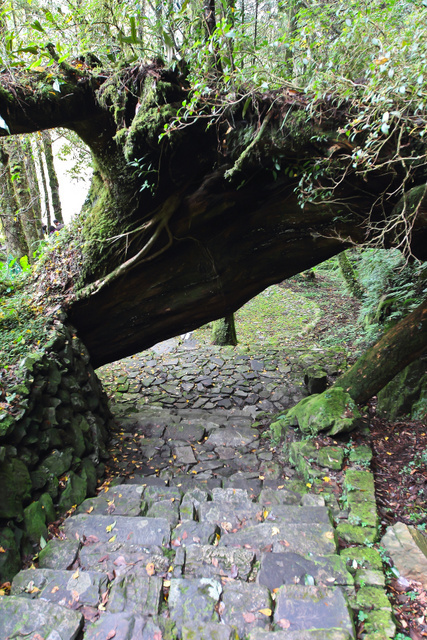 跟著 Mikey 一家去旅行 - 【 大同 】明池國家森林遊樂區 - 靜石園