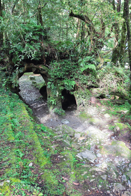 跟著 Mikey 一家去旅行 - 【 大同 】明池國家森林遊樂區 - 靜石園