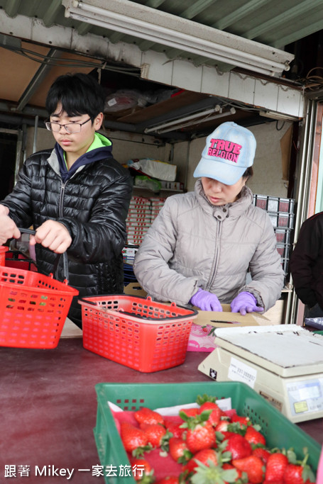 跟著 Mikey 一家去旅行 - 【 大湖 】雙坑高架草莓園