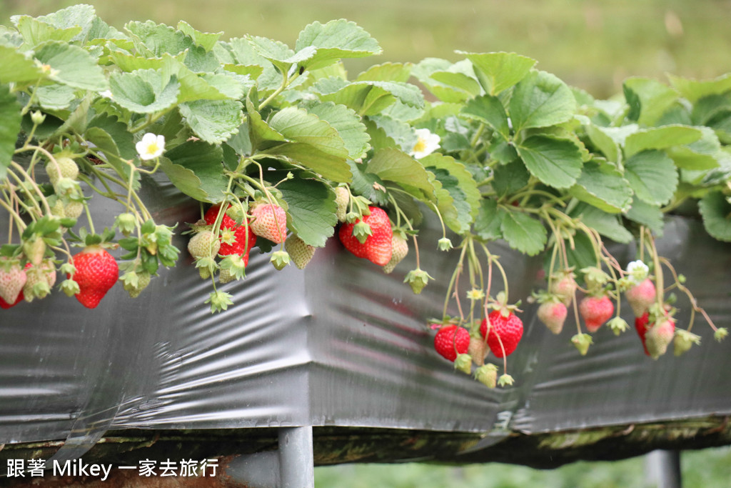 跟著 Mikey 一家去旅行 - 【 大湖 】雙坑高架草莓園