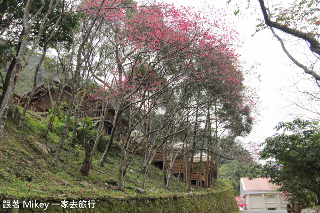 跟著 Mikey 一家去旅行 - 【 谷關 】八仙山國家森林遊樂區