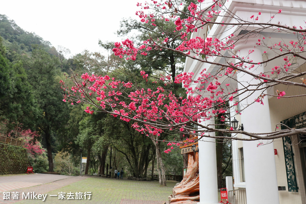 跟著 Mikey 一家去旅行 - 【 谷關 】八仙山國家森林遊樂區