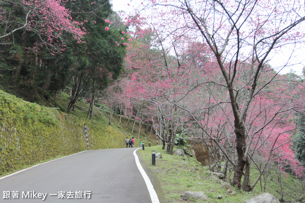 跟著 Mikey 一家去旅行 - 【 谷關 】八仙山國家森林遊樂區