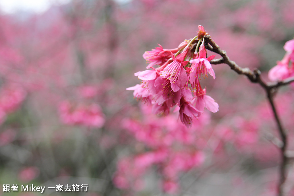 跟著 Mikey 一家去旅行 - 【 谷關 】八仙山國家森林遊樂區