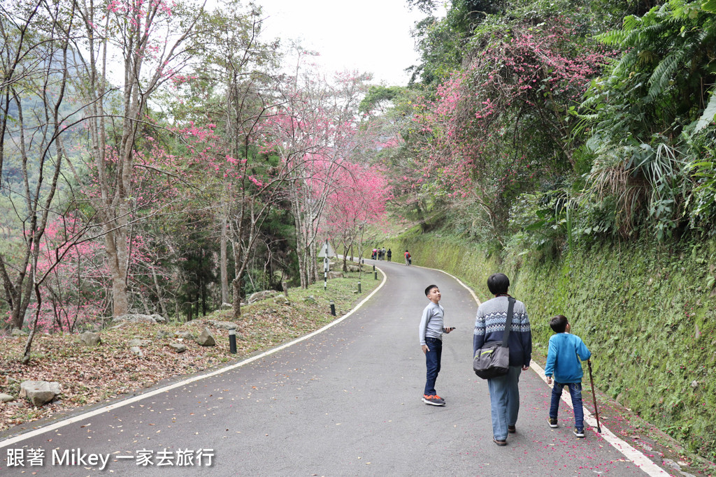 跟著 Mikey 一家去旅行 - 【 谷關 】八仙山國家森林遊樂區