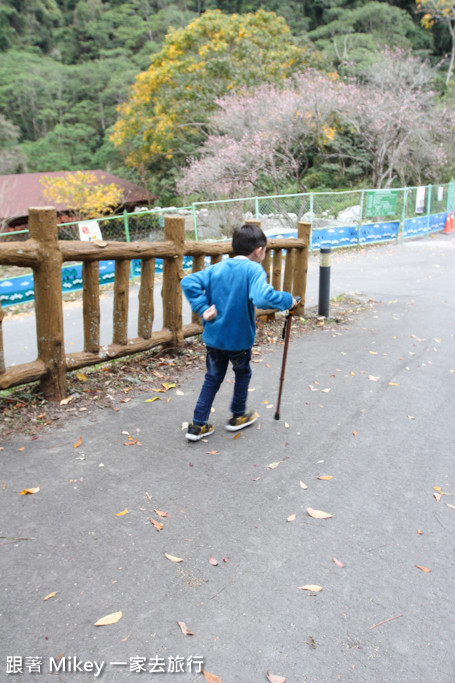 跟著 Mikey 一家去旅行 - 【 谷關 】八仙山國家森林遊樂區