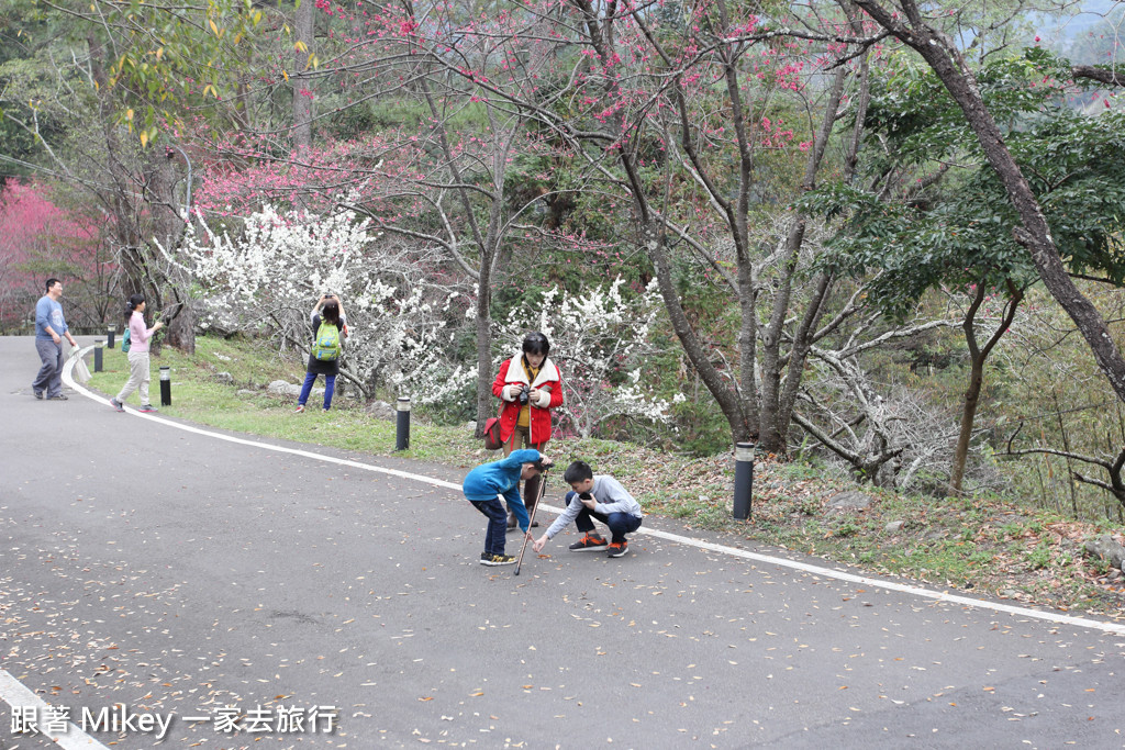 跟著 Mikey 一家去旅行 - 【 谷關 】八仙山國家森林遊樂區