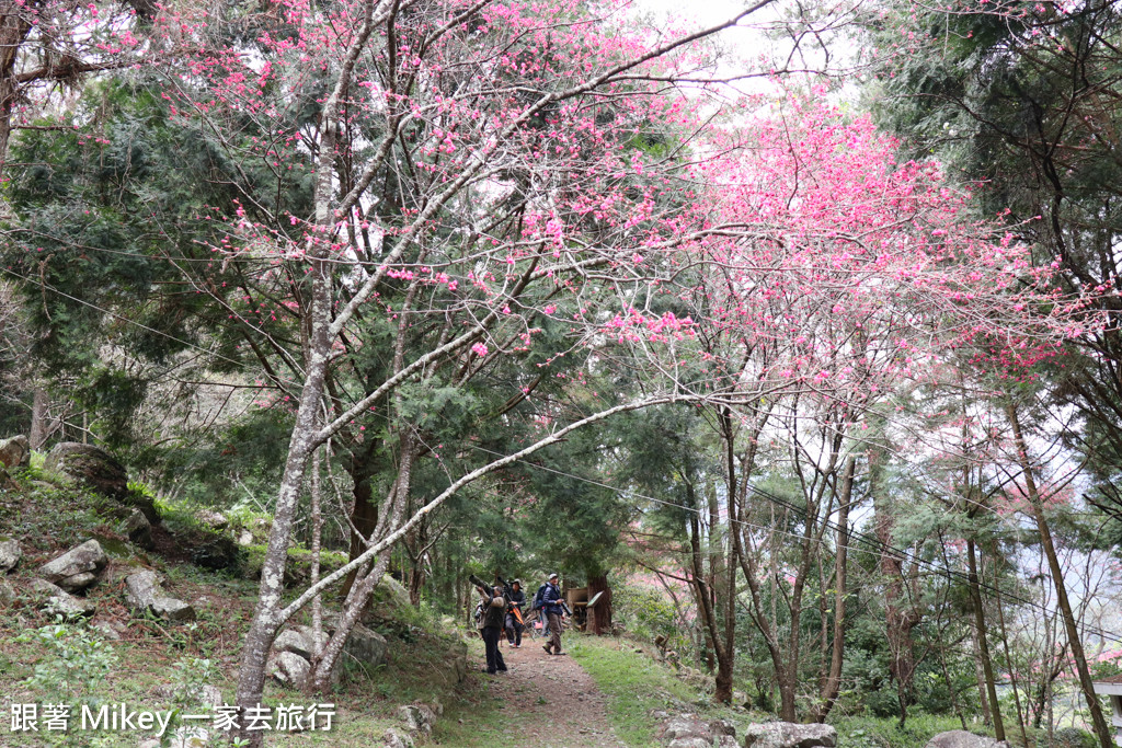 跟著 Mikey 一家去旅行 - 【 谷關 】八仙山國家森林遊樂區