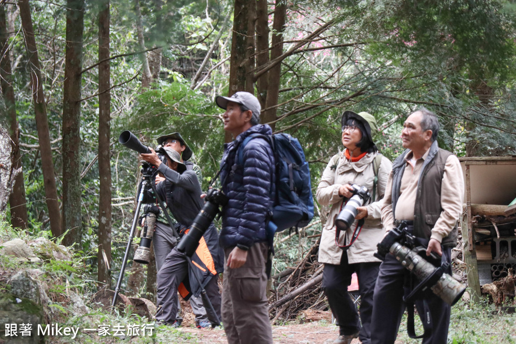 跟著 Mikey 一家去旅行 - 【 谷關 】八仙山國家森林遊樂區