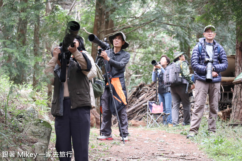 跟著 Mikey 一家去旅行 - 【 谷關 】八仙山國家森林遊樂區