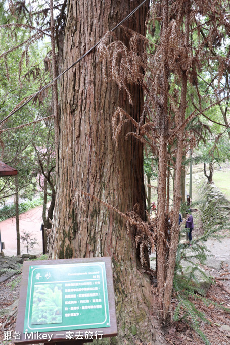 跟著 Mikey 一家去旅行 - 【 谷關 】八仙山國家森林遊樂區