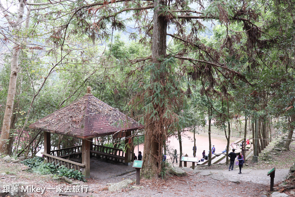 跟著 Mikey 一家去旅行 - 【 谷關 】八仙山國家森林遊樂區