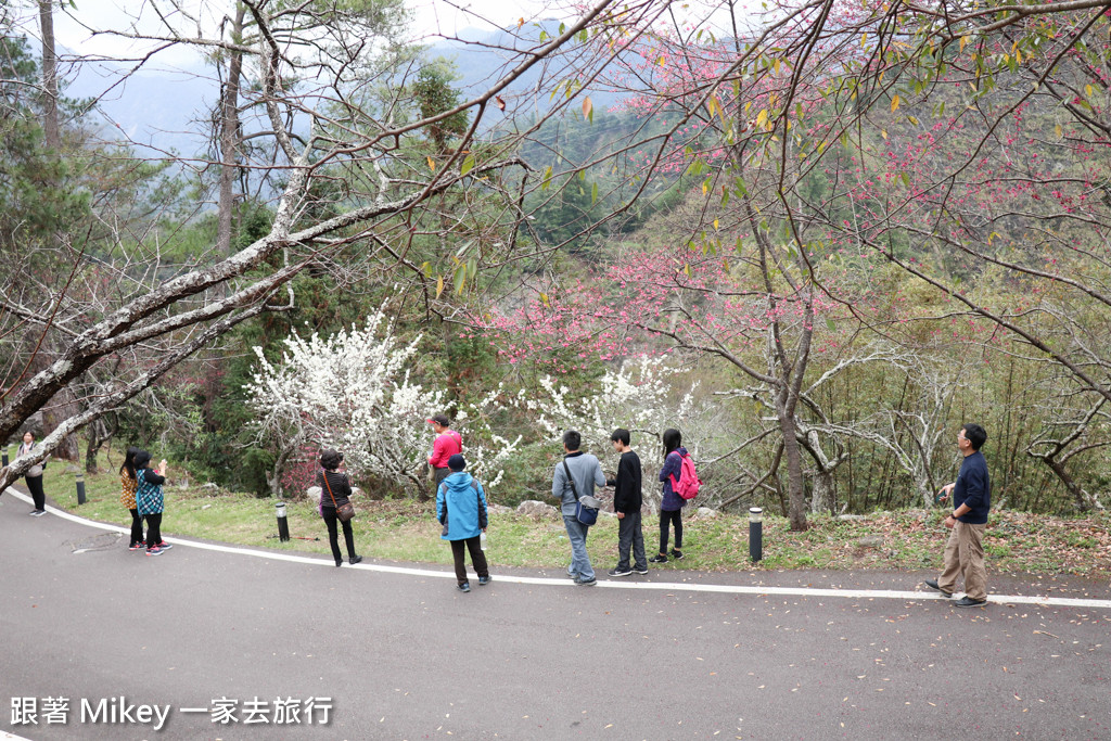 跟著 Mikey 一家去旅行 - 【 谷關 】八仙山國家森林遊樂區