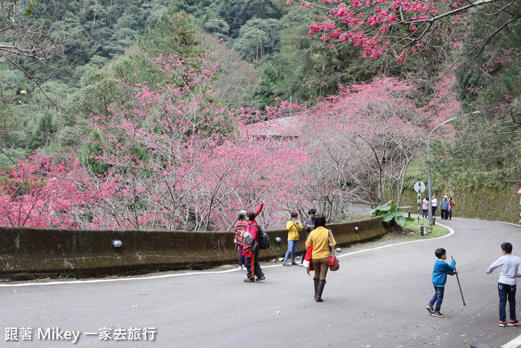 跟著 Mikey 一家去旅行 - 【 谷關 】八仙山國家森林遊樂區