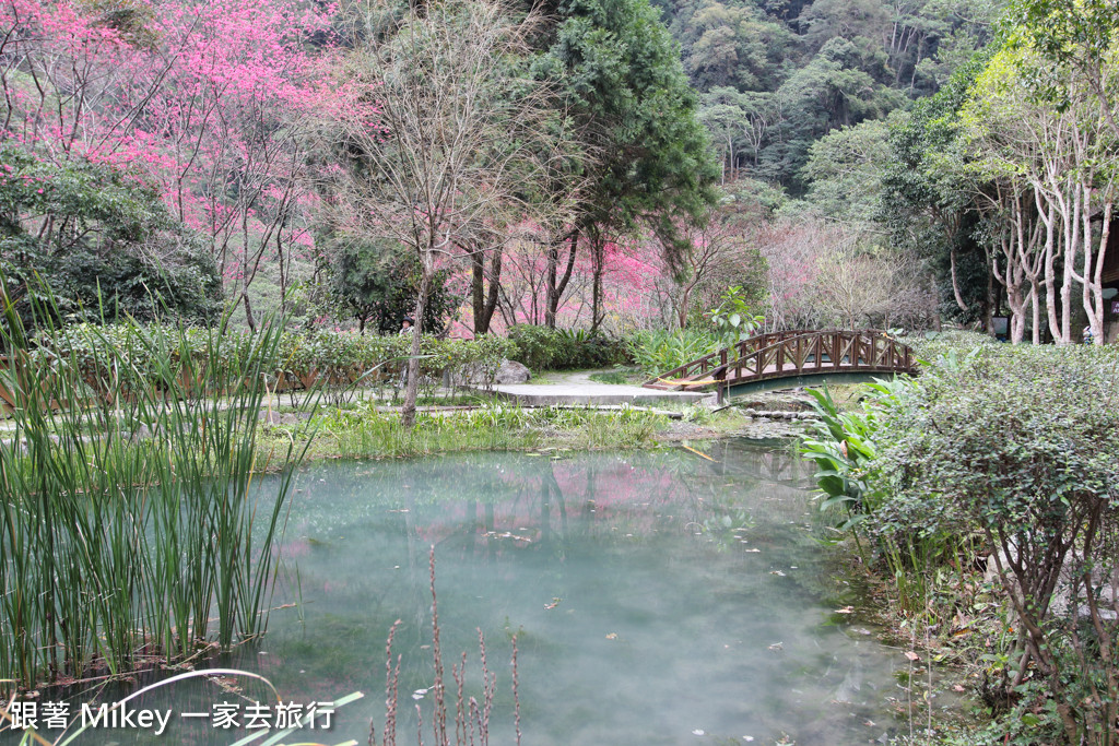 跟著 Mikey 一家去旅行 - 【 谷關 】八仙山國家森林遊樂區