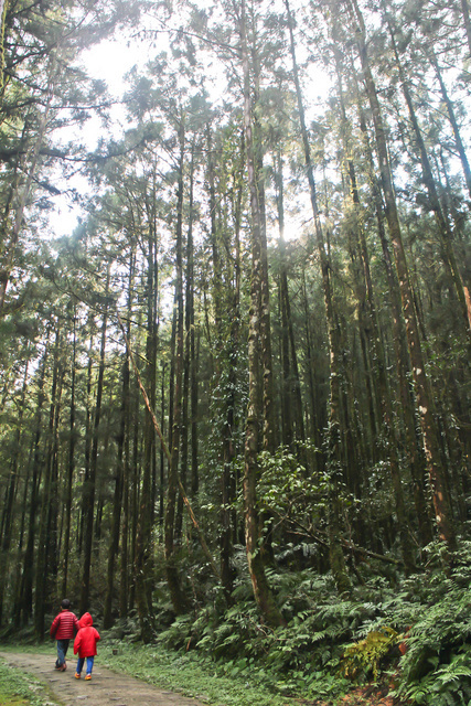 跟著 Mikey 一家去旅行 - 【 大同 】明池國家森林遊樂區 - 秋之明池