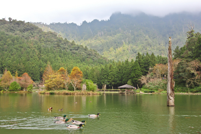 跟著 Mikey 一家去旅行 - 【 大同 】明池國家森林遊樂區 - 秋之明池