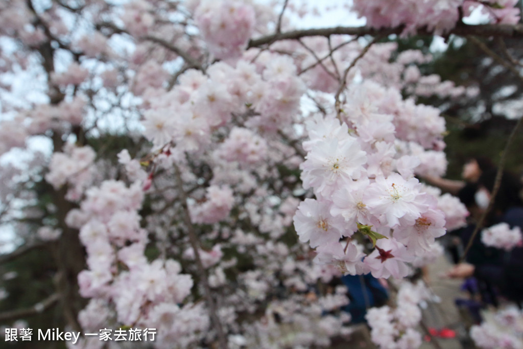 跟著 Mikey 一家去旅行 - 【 京都 】圓山公園