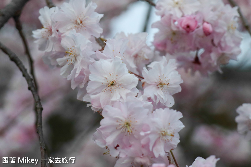 跟著 Mikey 一家去旅行 - 【 京都 】圓山公園