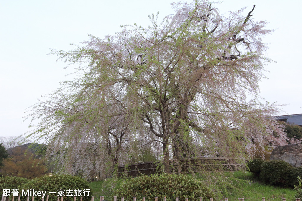 跟著 Mikey 一家去旅行 - 【 京都 】圓山公園