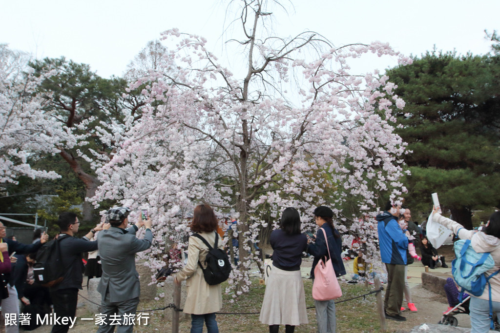 跟著 Mikey 一家去旅行 - 【 京都 】圓山公園