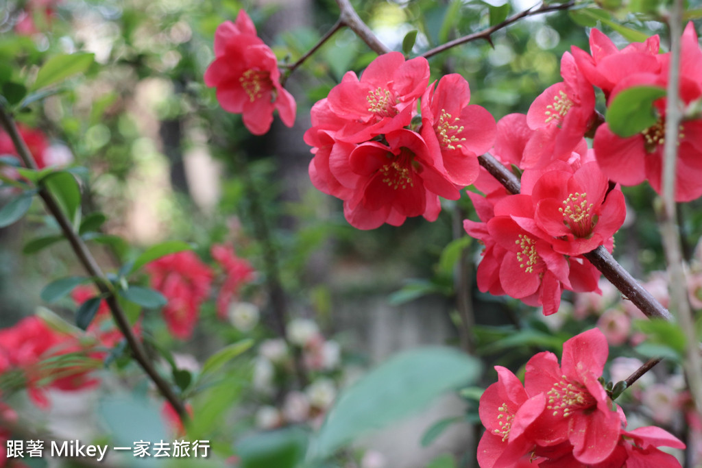 跟著 Mikey 一家去旅行 - 【 京都 】京都祇園、花見小路 - 白天篇