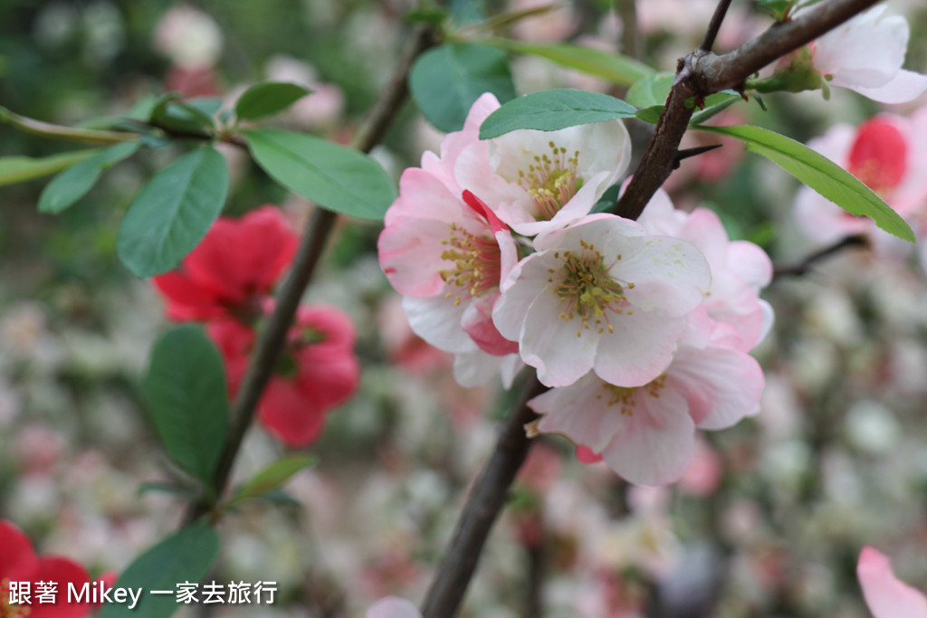 跟著 Mikey 一家去旅行 - 【 京都 】京都祇園、花見小路 - 白天篇