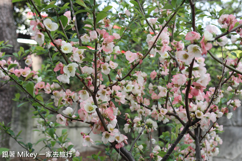 跟著 Mikey 一家去旅行 - 【 京都 】京都祇園、花見小路 - 白天篇