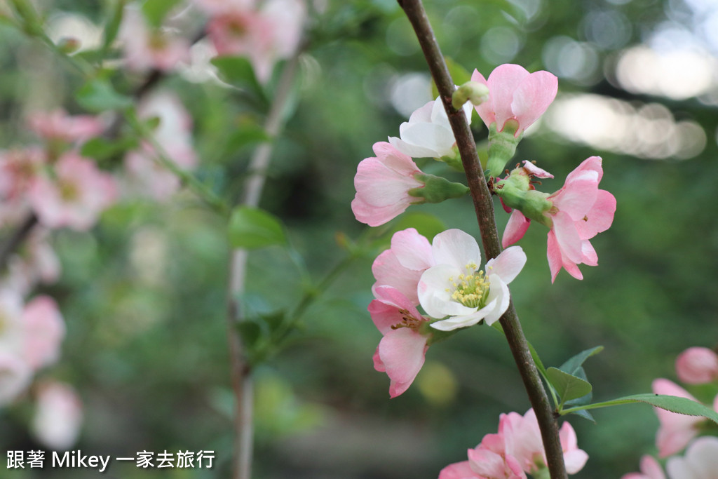 跟著 Mikey 一家去旅行 - 【 京都 】京都祇園、花見小路 - 白天篇