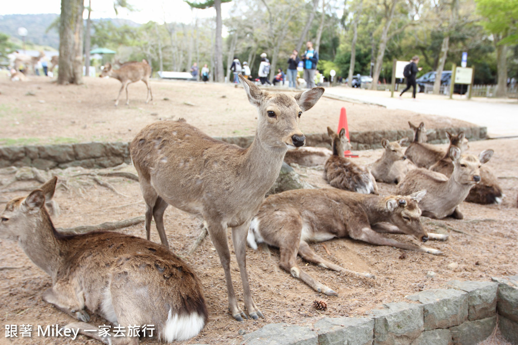 跟著 Mikey 一家去旅行 - 【 奈良 】奈良公園