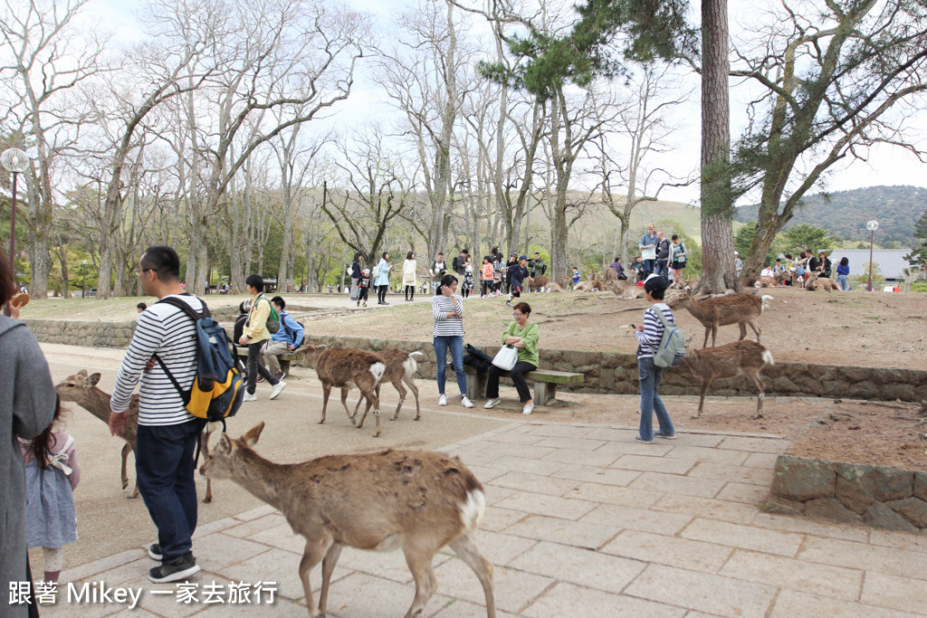 跟著 Mikey 一家去旅行 - 【 奈良 】奈良公園