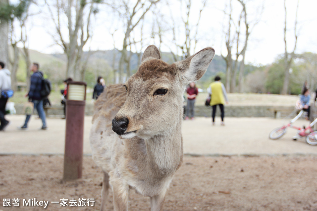 跟著 Mikey 一家去旅行 - 【 奈良 】奈良公園