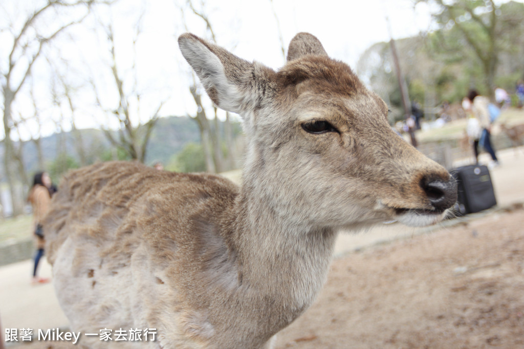 跟著 Mikey 一家去旅行 - 【 奈良 】奈良公園