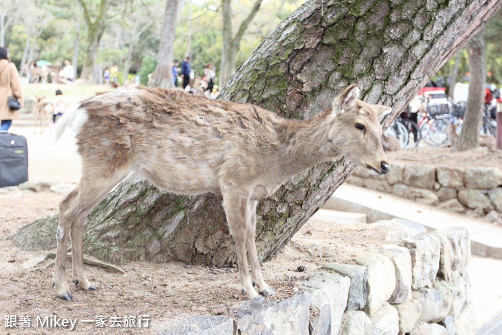 跟著 Mikey 一家去旅行 - 【 奈良 】奈良公園