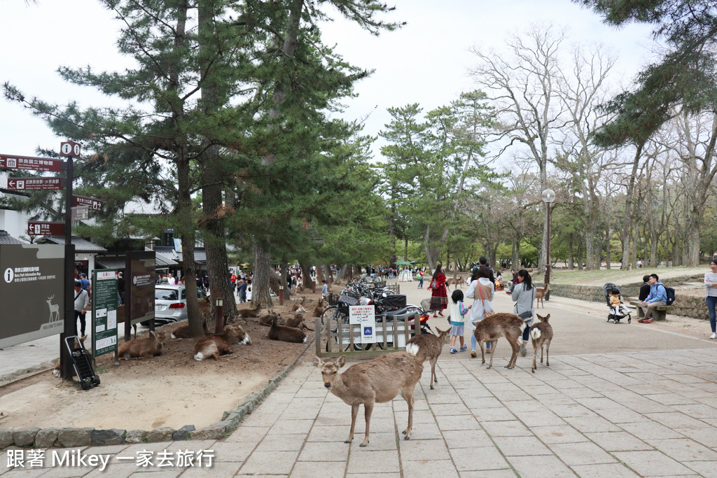 跟著 Mikey 一家去旅行 - 【 奈良 】奈良公園