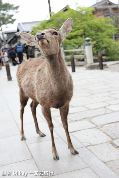 跟著 Mikey 一家去旅行 - 【 奈良 】奈良公園