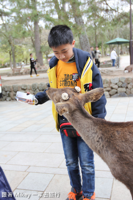 跟著 Mikey 一家去旅行 - 【 奈良 】奈良公園