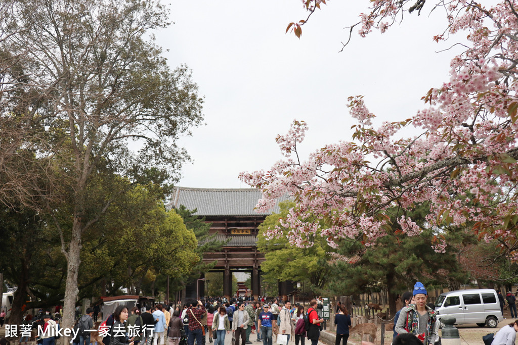 跟著 Mikey 一家去旅行 - 【 奈良 】奈良公園